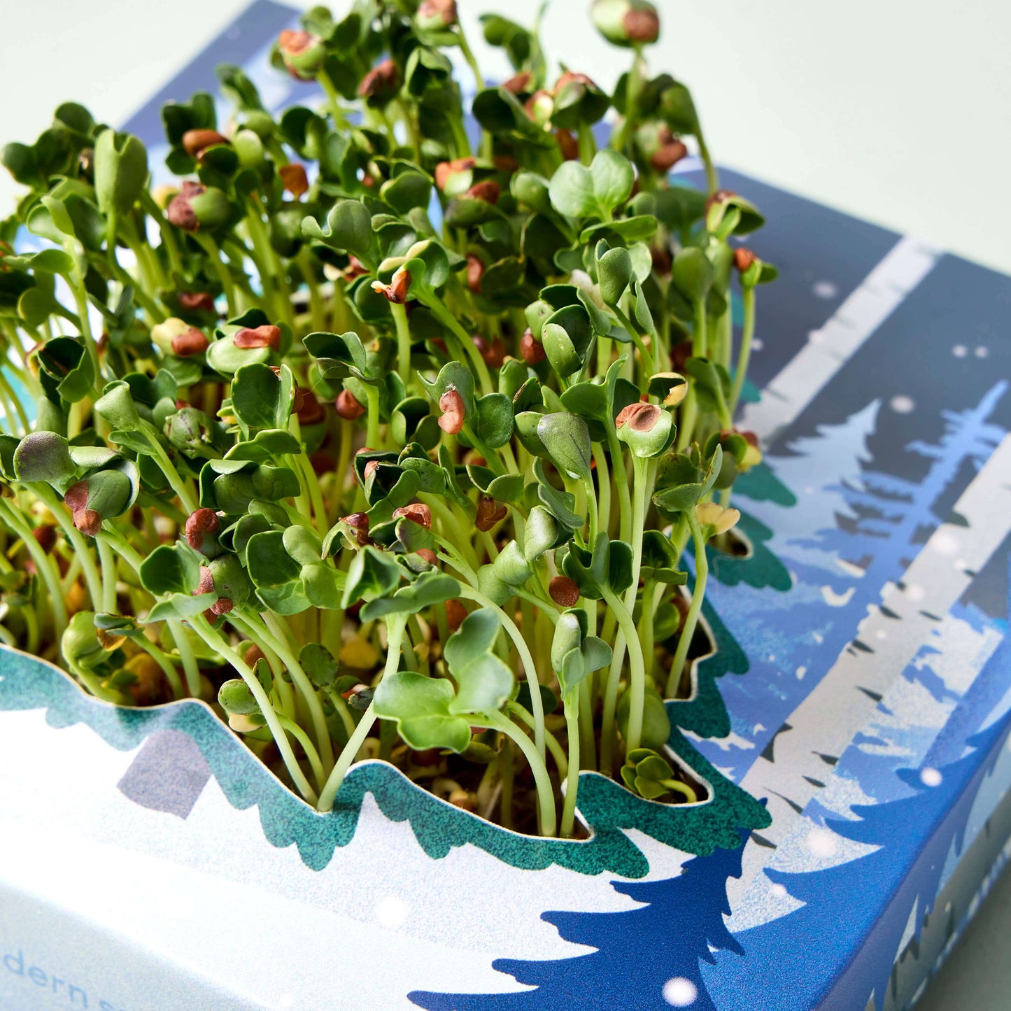 Winter Wonderland Microgreens Kit