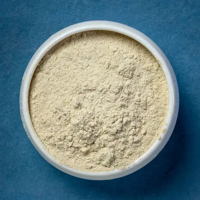 Top view of pure Ashwagandha Powder in a white container on a blue background. Organic and non-GMO adaptogen.