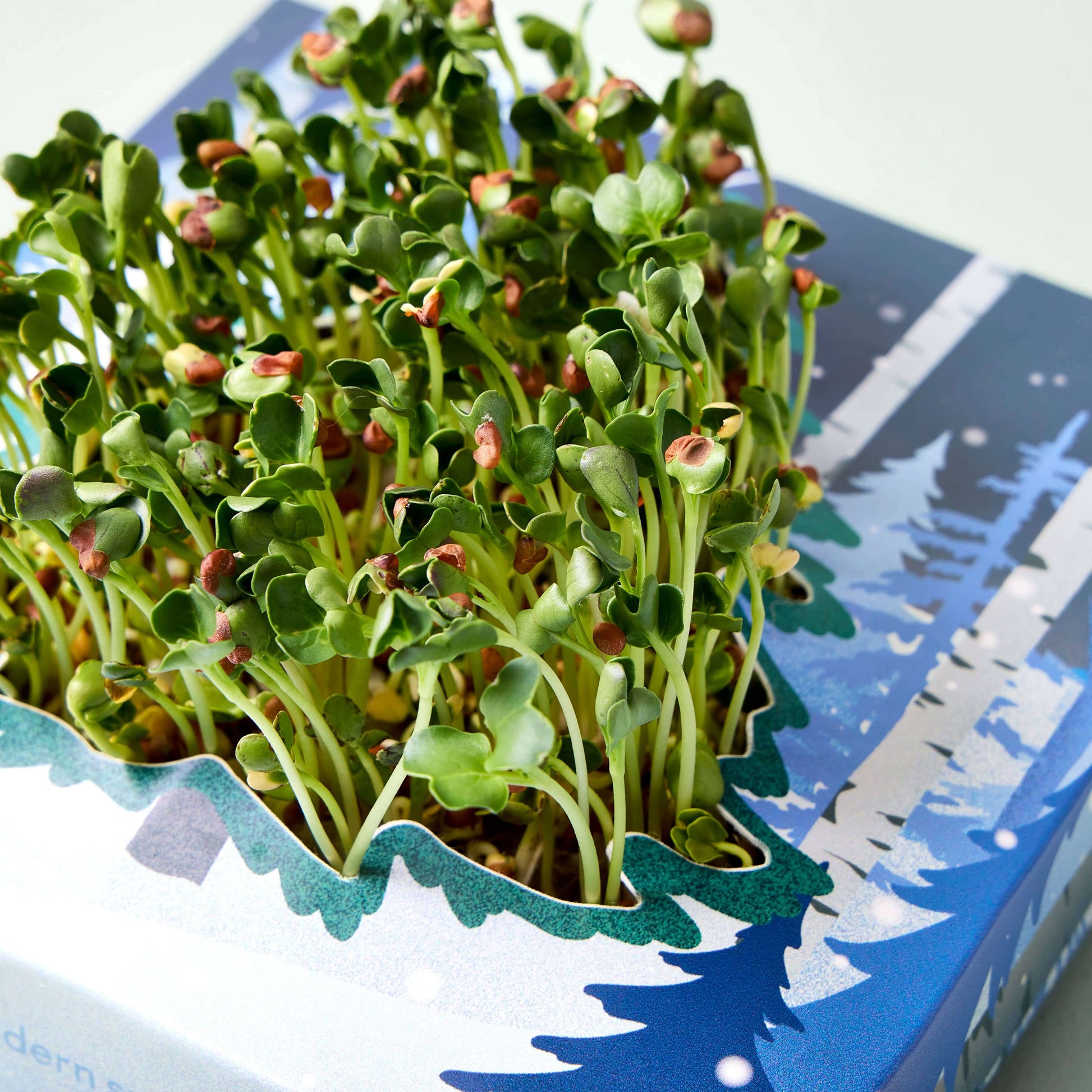 Winter Wonderland Microgreens Kit growing vibrant microgreens in a festive holiday-themed tray.